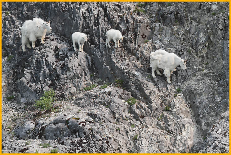 Nannies and Kids Mountain Goats
