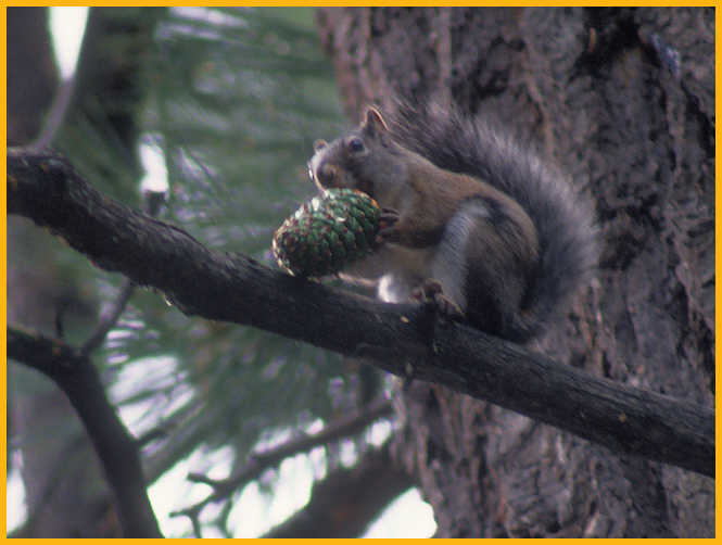 Abert's Squirrel with Pine Cone