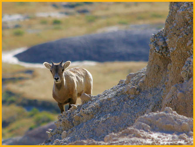 Rocky Mountain Bighorn Sheep Lamb