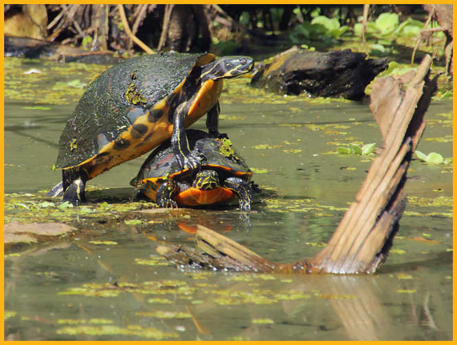 Cooter  and Red-bellied Turtle