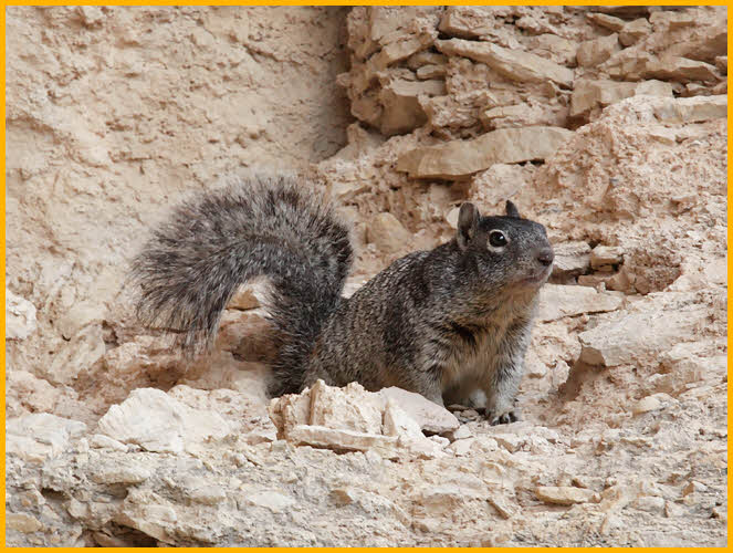 Rock Squirrel
