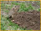 Yellow-faced Pocket Gopher