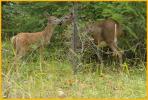 White-tailed Deer Fawn and Doe