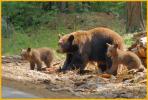Female Brown Black Bear and Cubs