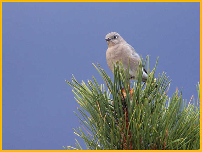 Gray Female <BR>Mountain Bluebird