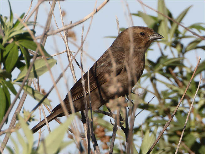 Female Interior West<BR>Brown-headed Cowbird