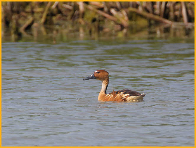 Juvenile <BR>Fulvous Whistling-Duck