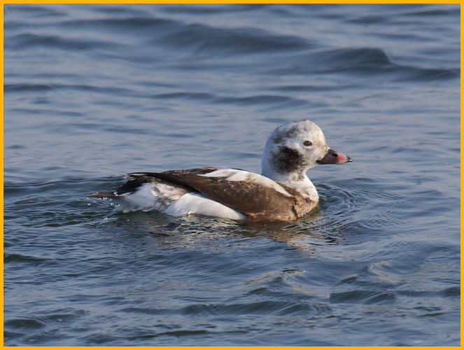 First Winter <BR>Long-tailed Duck