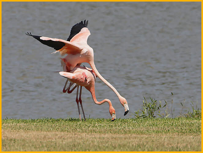 American Flamingos Mating