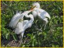Great Egret<BR>Chicks