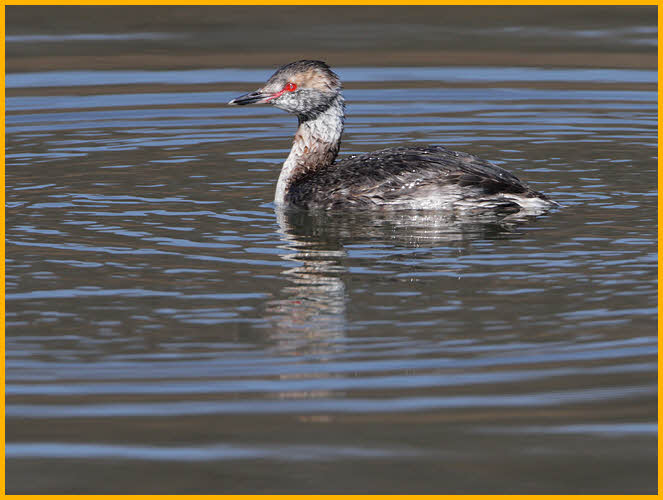 Molting<BR>Horned Grebe