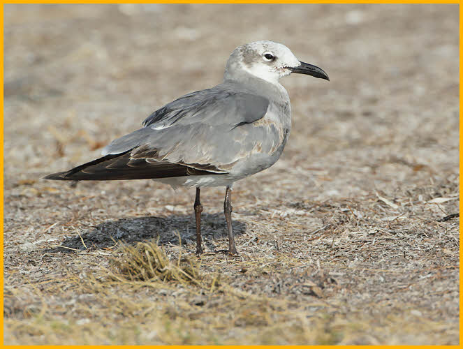 Second Winter<BR>Laughing Gull