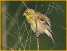 First Year<BR>American Goldfinch