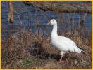 Greater<BR> Snow Goose