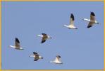 Greater<BR>Snow Geese