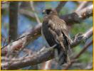 Juvenile<BR>Short-tailed Hawk