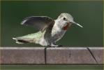 Female<BR>Anna's Hummingbird
