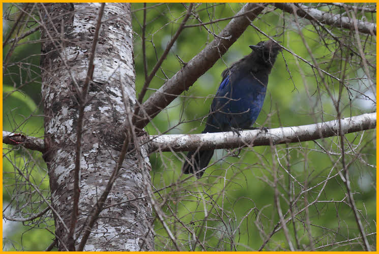 Queen Charlottes Island<BR>Steller's Jay