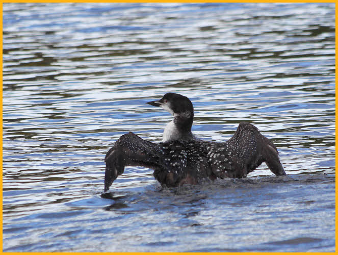 Juvenile <BR>Common Loon