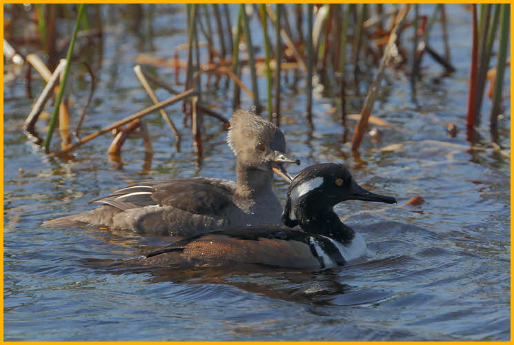 Male and Female<BR>Hooded Mergansers