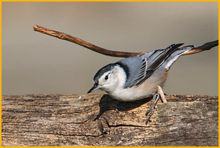 Eastern <BR>White-breasted Nuthatch