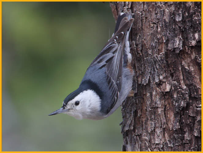 Interior West<BR>White-breasted Nuthatch