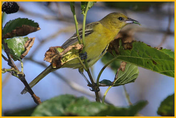 Female <BR>Orchard Oriole