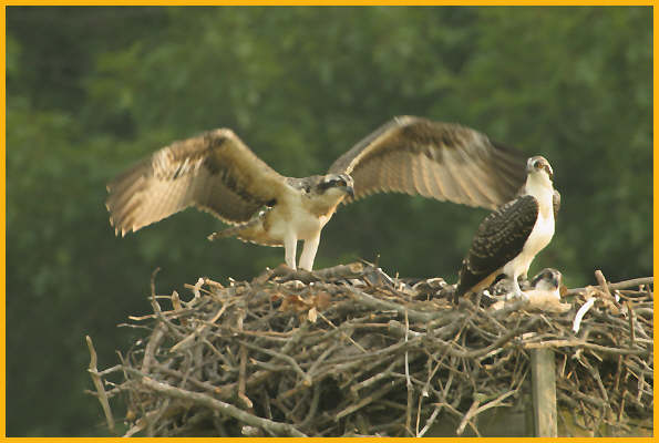 Young Osprey's<BR> First Flight