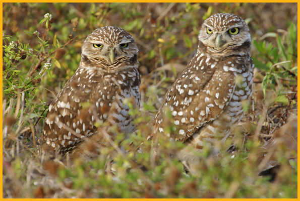 Male and Female Florida <BR>Burrowing Owls