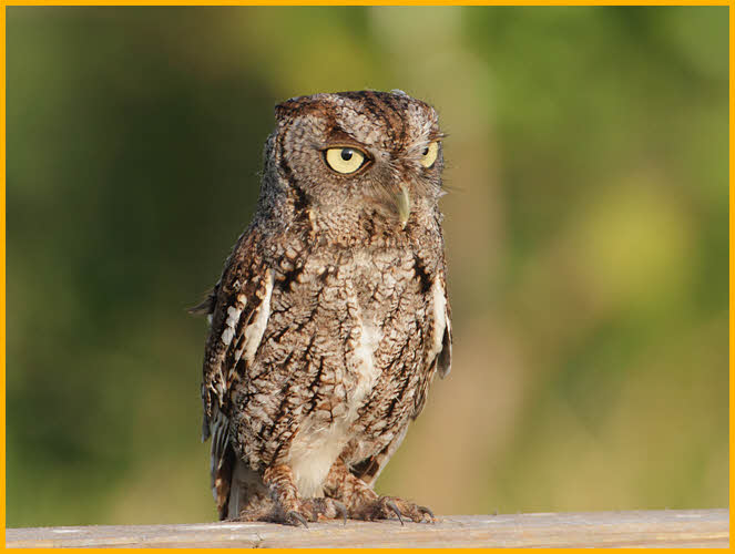 Brown<BR>Eastern Screech Owl