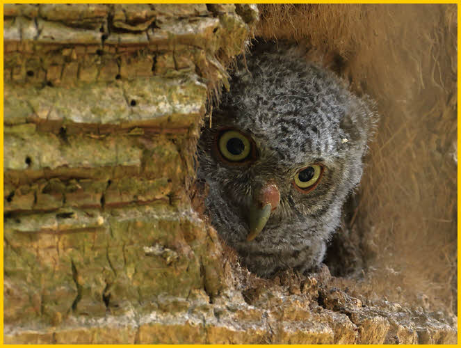 Eastern Screech-Owl Chick