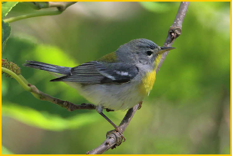 First Year<BR>Northern Parula