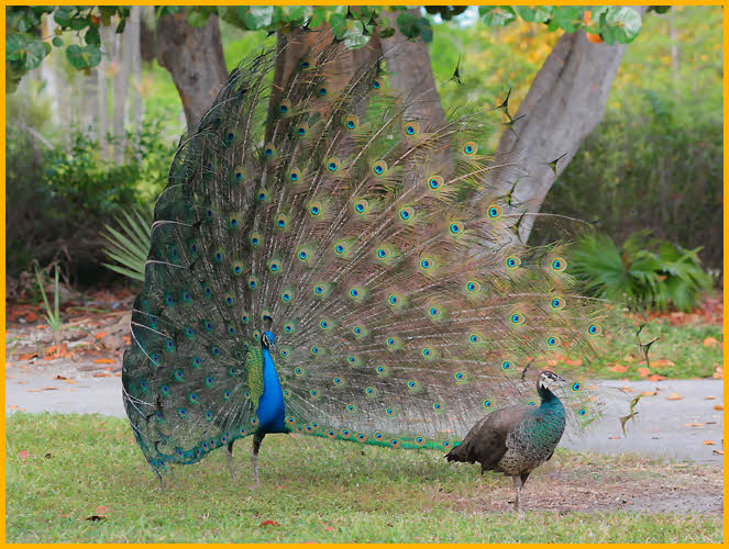 Male and Female<BR>Indian Peafowl