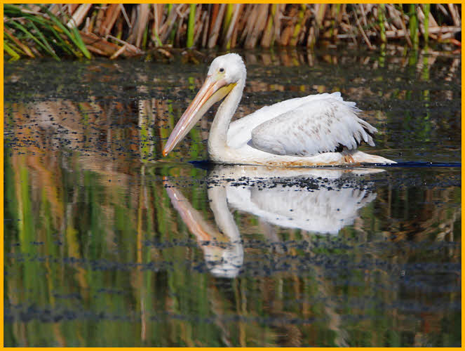 Juvenile<BR>American White Pelican