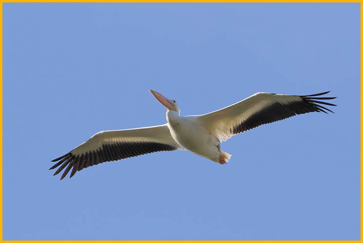 Nonbreeding<BR>American White Pelican