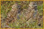 Male and Female Florida <BR>Burrowing Owls