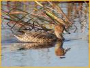 Female Northern Pintail