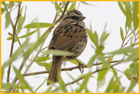 California Coast <BR>Song Sparrow