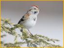 Pale American Tree Sparrow
