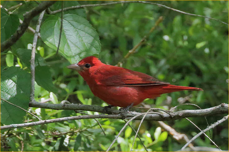Eastern<BR>Summer Tanager