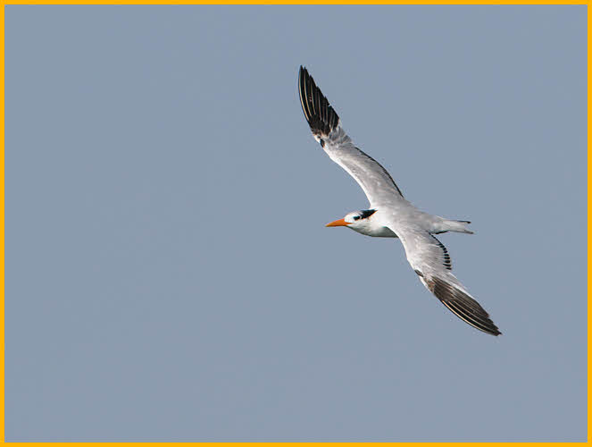 First Year<BR>Royal Tern