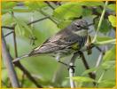 First Winter Myrtle<BR>Yellow-rumped Warbler