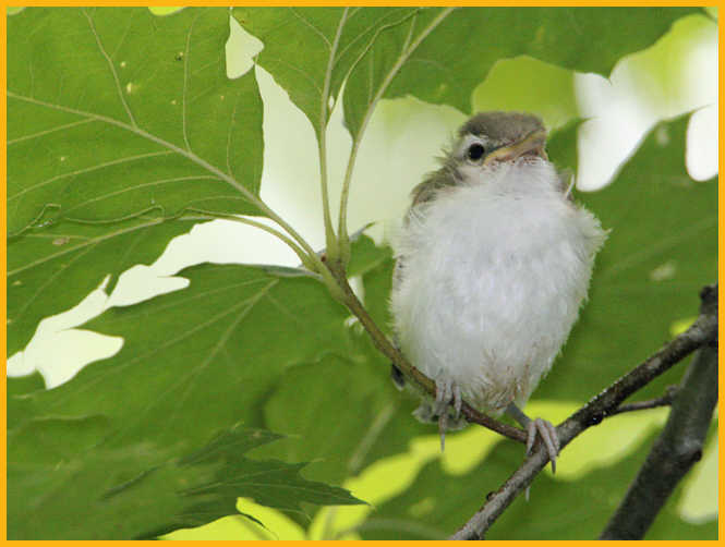 Red-eyed Vireo Chick
