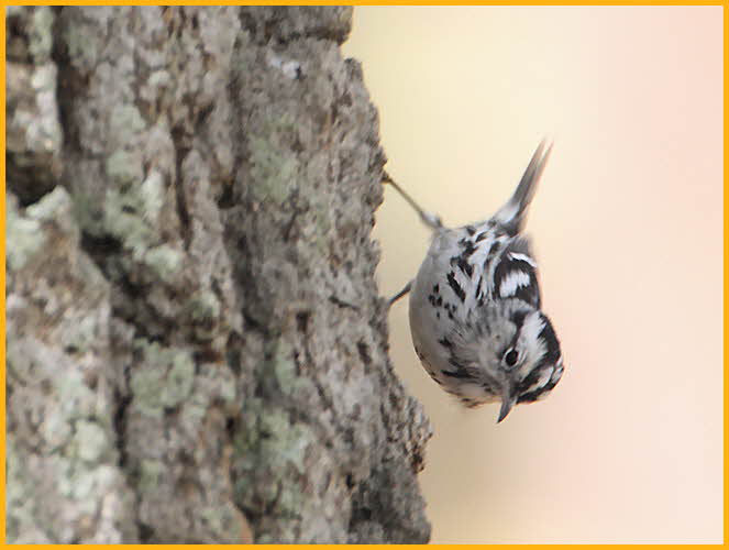 First Winter <BR>Black-and-White Warbler