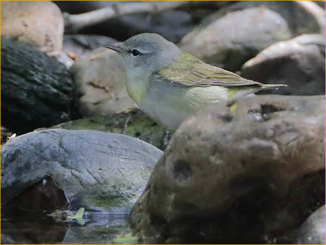Female<BR>Tennessee Warbler