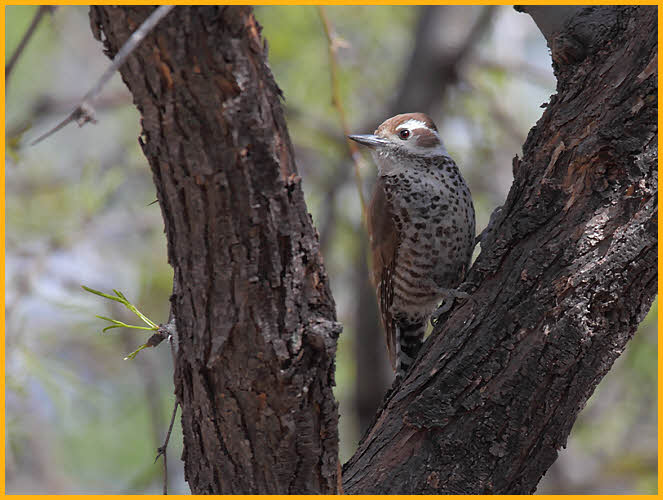 Female<BR>Arizona Woodpecker