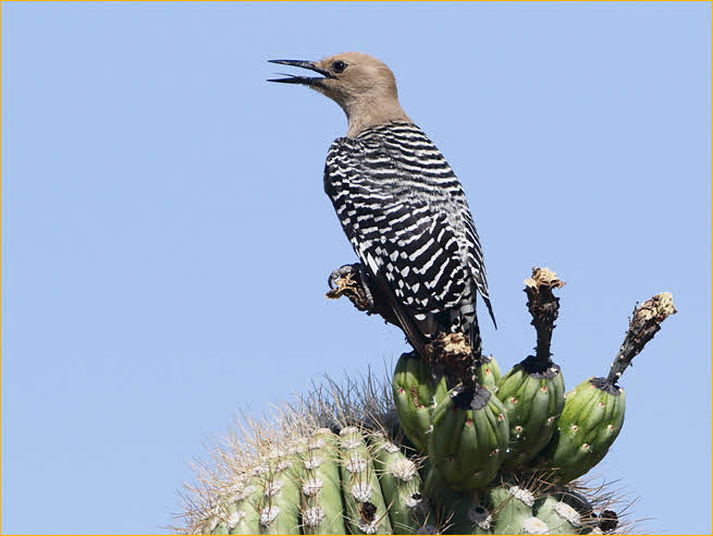 Female<BR>Gila Woodpecker