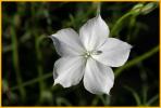 White-flowered Gilia