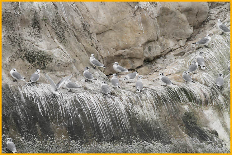 Rock Covered by Birds