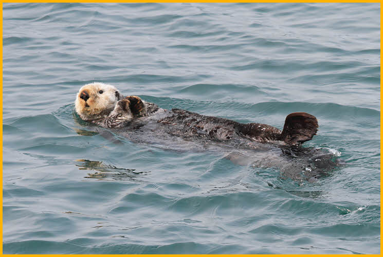 Northern Sea Otter